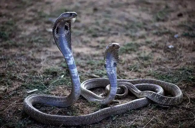 全球十大最恐怖的动物