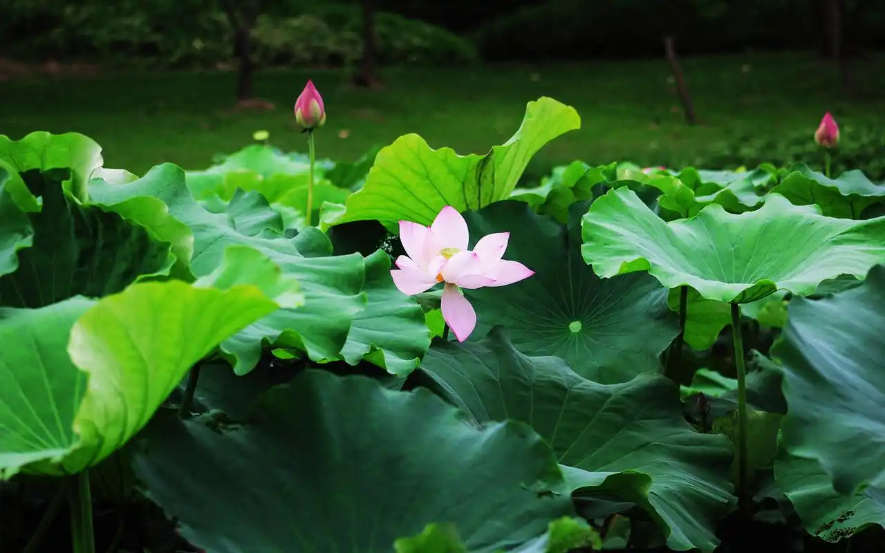 荷花摄影高清电脑桌面壁纸图片
