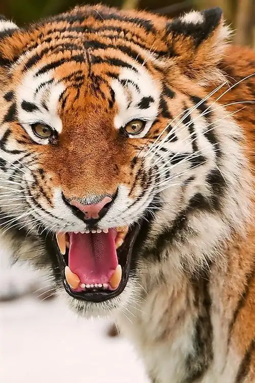 万兽之王,老虎 640x1136 iphone 5/5s/5c/se 壁纸,图片,背景,照片