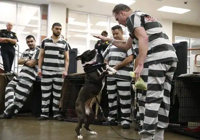 又一加拿大籍被告涉毒被判死刑外籍人员犯罪的处罚规定是什么