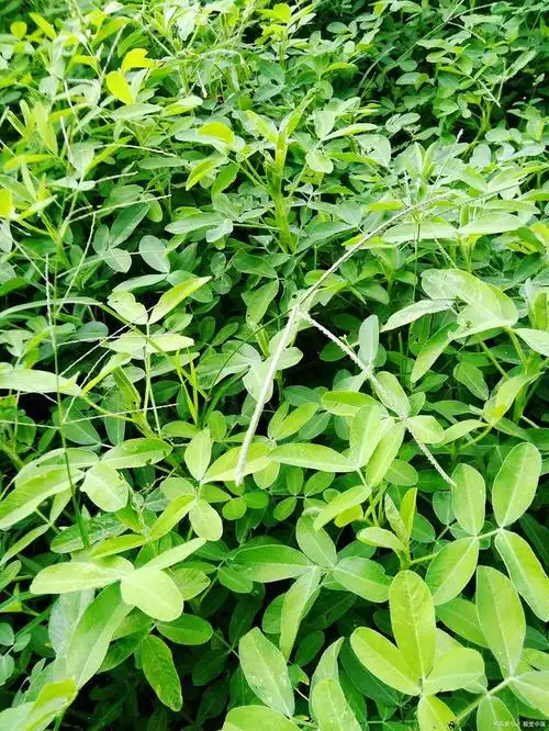 百部药材哪里比较多,适宜土质浓厚,松散富饶