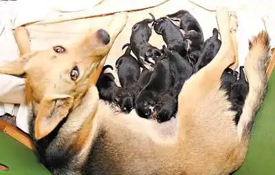 新闻中心 综合 > 正文     前天早上从10时开始,怀孕3个月的狼狗"毛毛