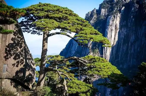 黄山境内动植物资源丰富,森林覆盖率非常之高,是中国十大风景名胜区之