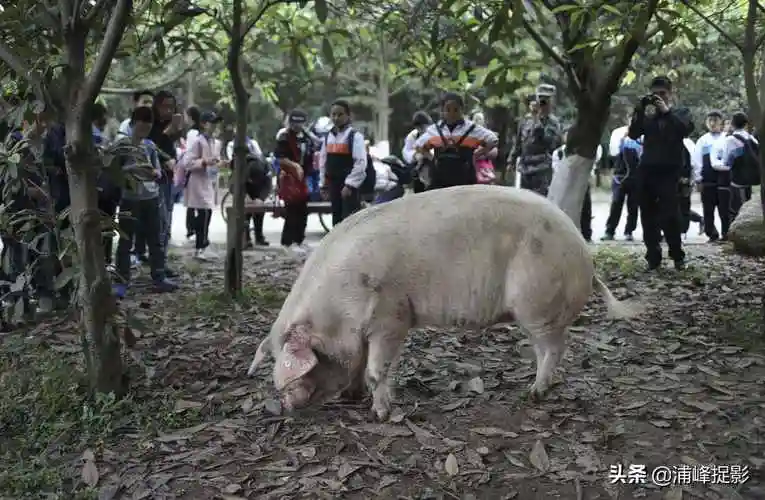 实拍三年前的猪坚强,汶川地震被埋36天,被救后住别墅有保姆