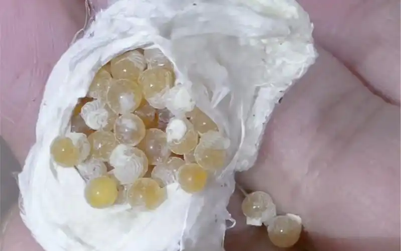 蜘蛛的蛋原来是这样捕鸟蛛