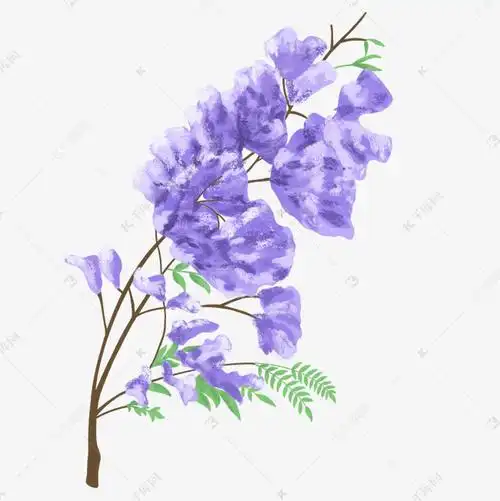 手绘好看的蓝花楹植物