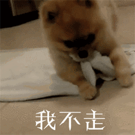 沟谷gif翻身gif毛巾gif我不走gif