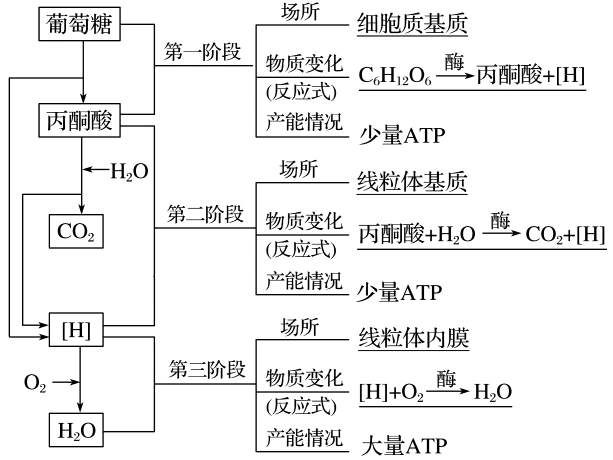 (3)写出有氧呼吸总反应式(标出氧元素的来源与去向)