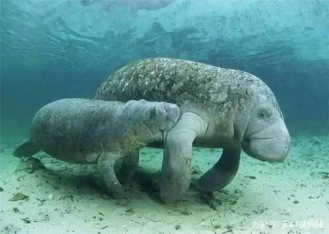 斯特拉大海牛,从发现到消失仅26年的时间,它经历了什么?