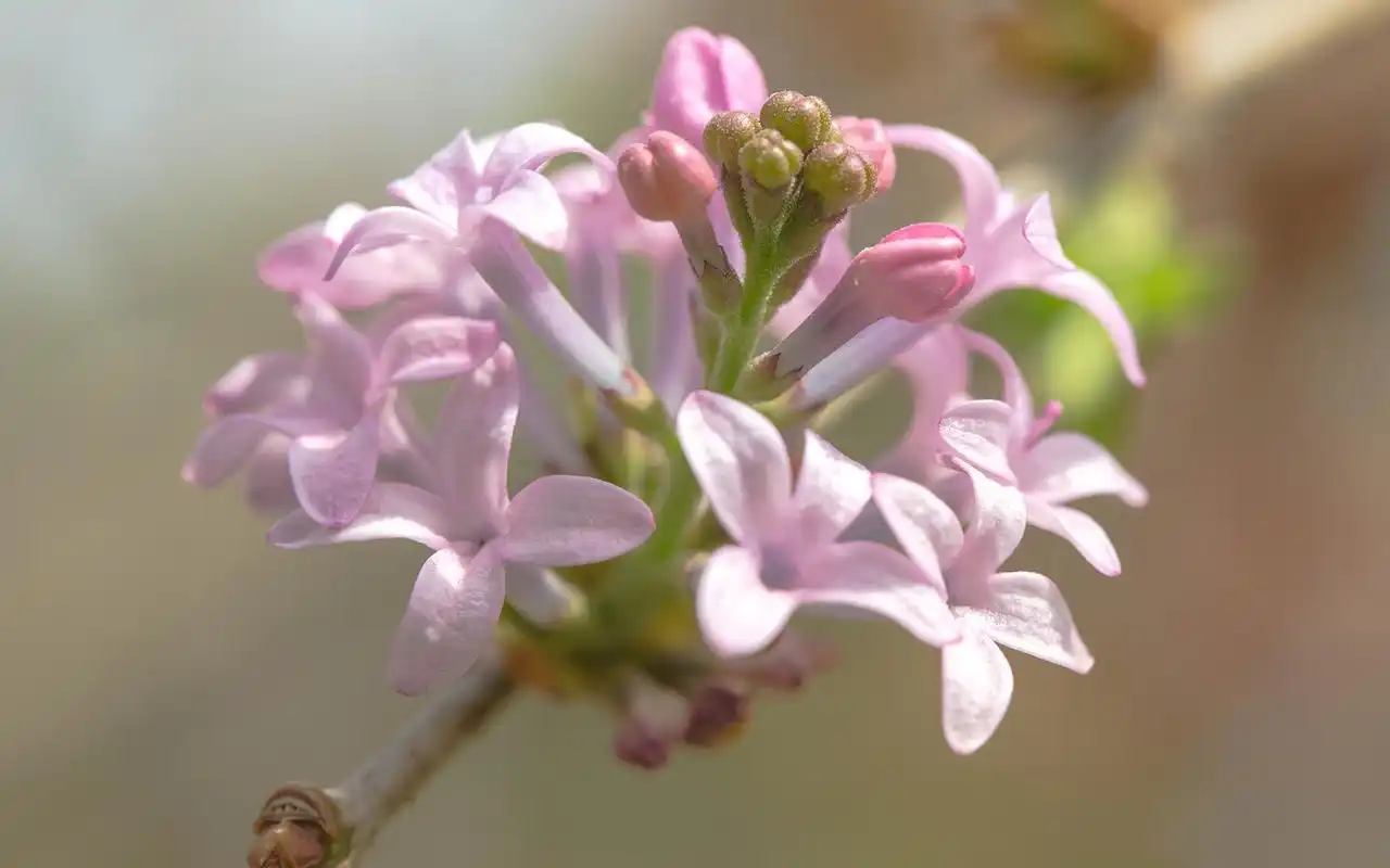 明明有任性的资本,却还是非常平和的星座!