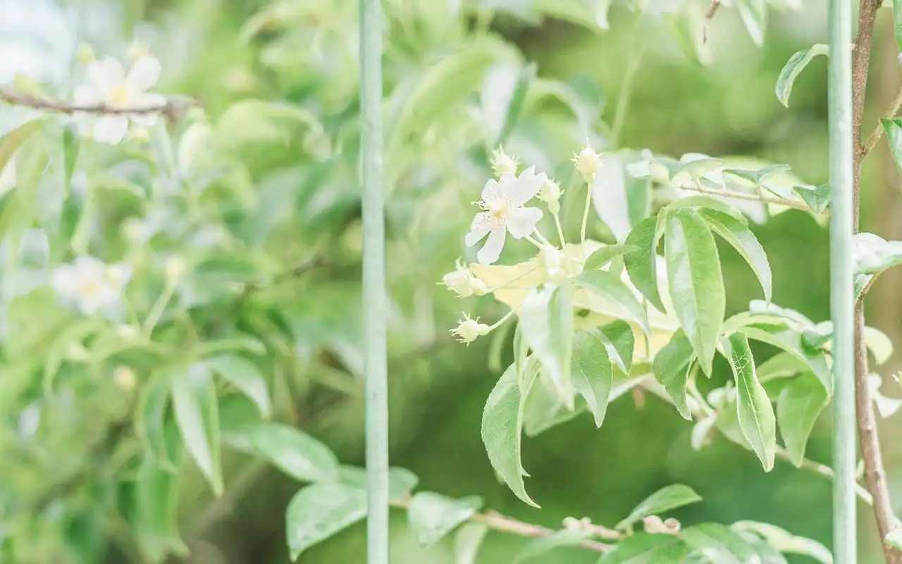 首页 桌面壁纸 植物壁纸 绿色唯美小清新植物图片壁纸