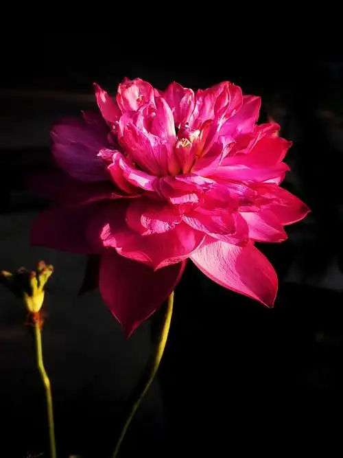 《红色荷花》摄于,温州杨府山