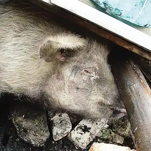 14岁"猪坚强"大连获"重生"