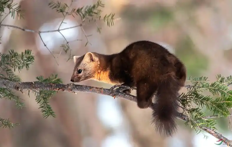 长白山紫貂荣获首页动物精华