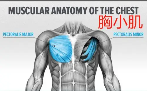 胸小肌紧张