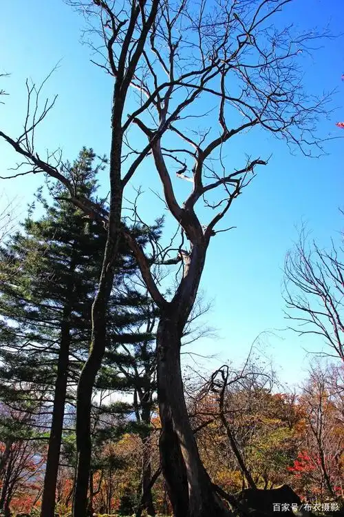 「布衣游记」千姿百态的树