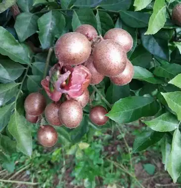 新鲜现摘的紫肉黄皮果现在缺货