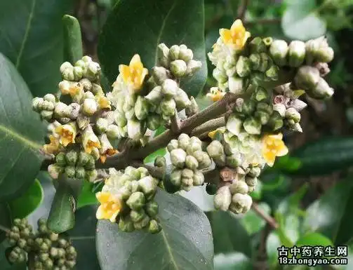 植物名:白骨壤.科属:马鞭草科海榄雌属.学名:avicennia marina.