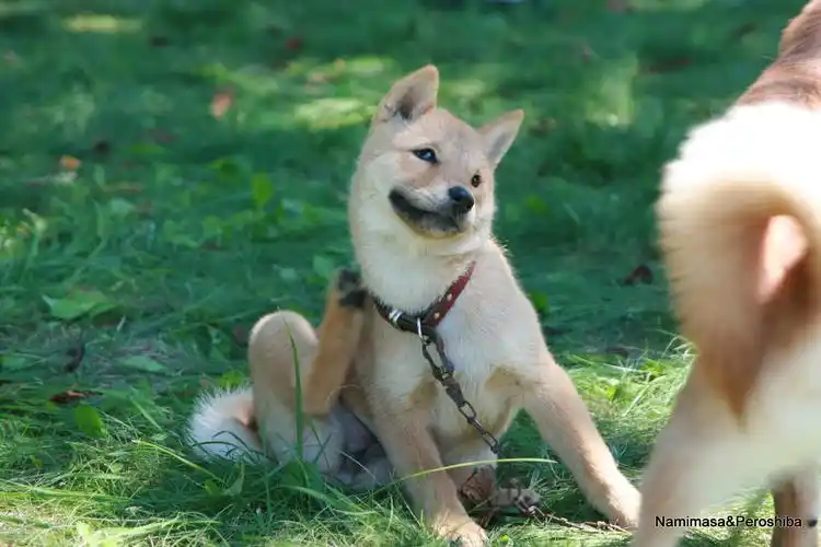 p>艾努犬,别名北海道犬(hoodeddog),类似秋田犬,但体形略小,头部像