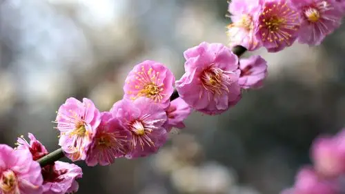 初春的梅花唯美桌面壁纸