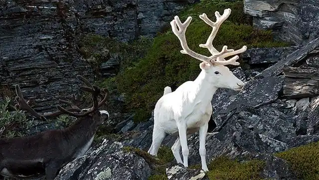 瑞典现罕见纯白色驯鹿 被原住民认为神圣之物