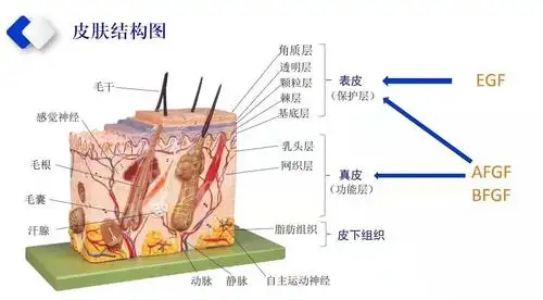 带你了解皮肤结构