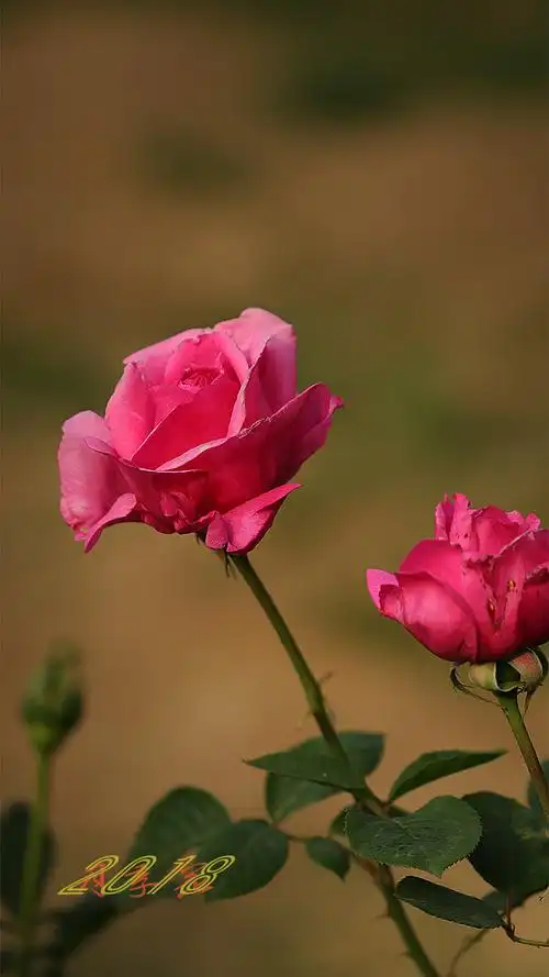 春天花卉【2018】-月季花-2