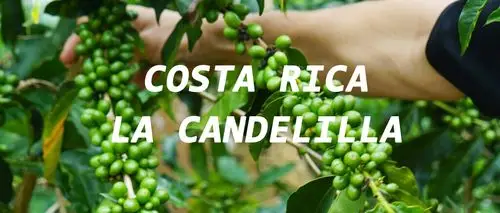 哥斯达黎加小烛庄园水洗瑰夏咖啡豆