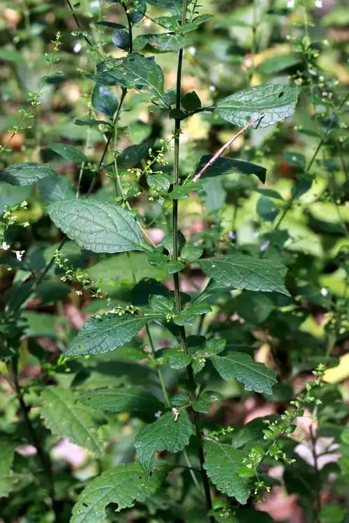 香茶菜唇形科香茶菜属