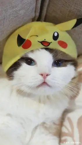 萌系超可爱的小猫咪手机壁纸