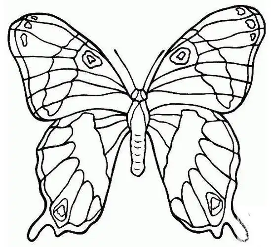 飞舞蝴蝶简笔画图片蝴蝶儿童绘画作品图集 蝴蝶简笔画