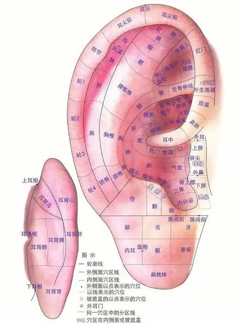 贴耳豆能治疗哪些疾病