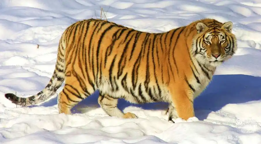 长白山虎园采风