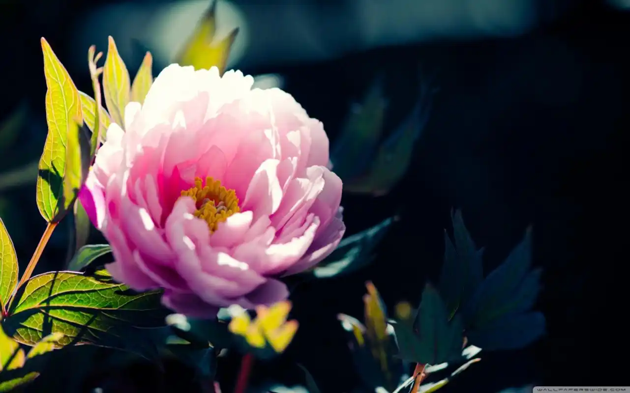 花草植物唯美意境高清桌面壁纸