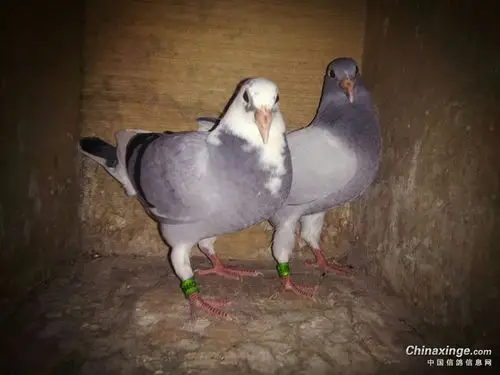 纯瓦灰白爪雄配雨花雌758#出的第二窝,出了一灰花和一灰白条,胸宽体略