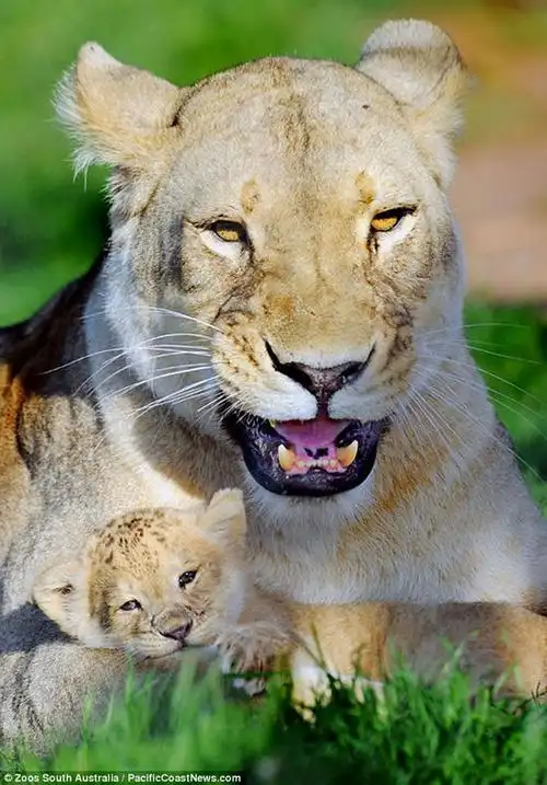 舐犊情深 刚出生非洲小狮子成为游客的最爱(图)
