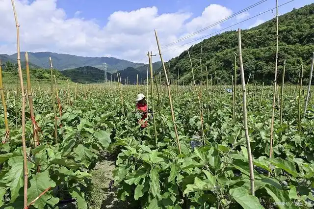 种茄子为啥棵大果小用上这几招让茄子棵小果大产量高