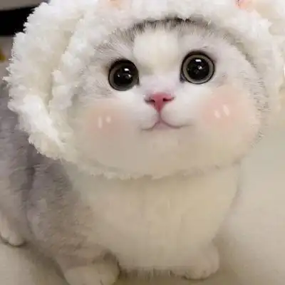 可爱猫咪头_微信头像_我要个性网