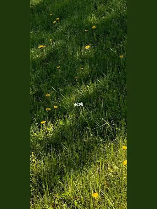 那里绿草如茵——《贝加尔湖畔》#手机壁纸  #壁纸  #壁纸分享  #全屏