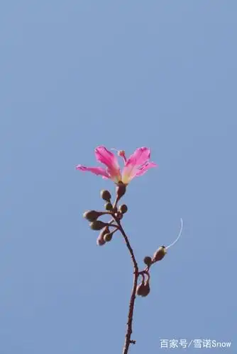 欣赏一朵花的翩然,聆听一朵花的清音.