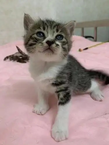 番禺市桥,英短串串小偿领养