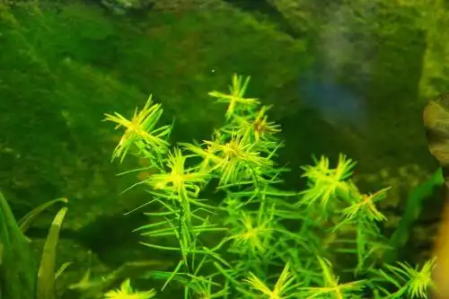 十字牛顿草发黑是怎么回事