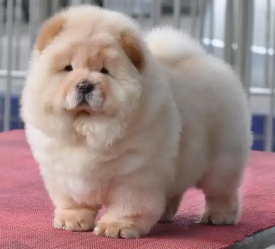 最容易胖的那些狗,有你家狗吗?狗:主人我也在榜上