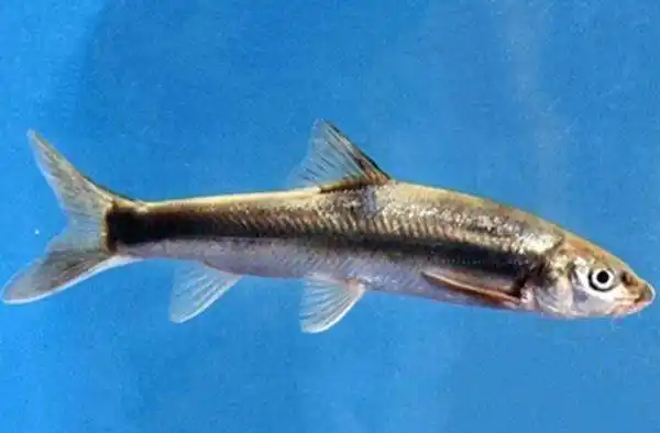 鱼想必有很多的人连念都不知道怎么念,俗称就是大家常见的长江刀鱼