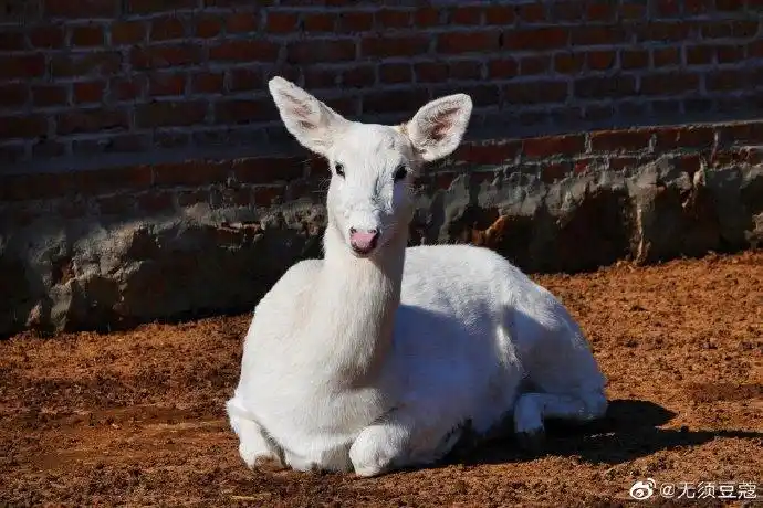 你见过白色梅花鹿吗