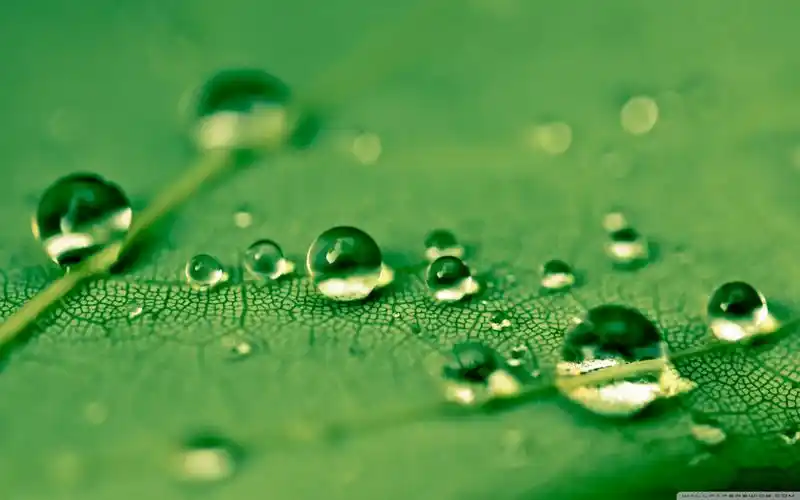 小清新绿色护眼高清桌面壁纸