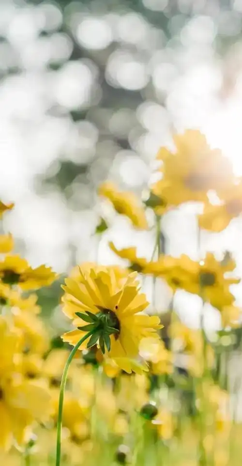 植物花卉高清壁纸护眼唯美小清新挺养眼的