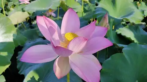 喜爱荷花,喜欢她的清新脱俗的美,喜欢她纯洁高尚的品格,喜欢她的一切.