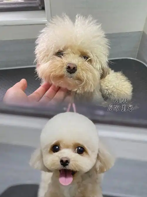 香槟色泰迪短发西施犬公主切