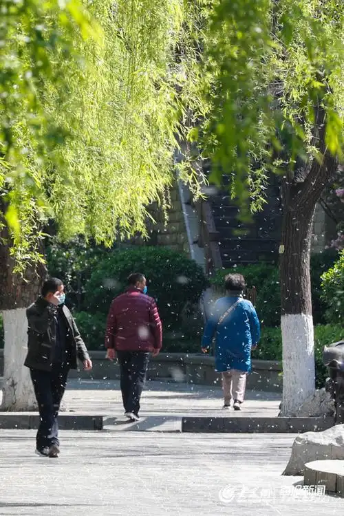 又到柳絮飘飞时